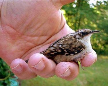 bird_in_hand_p1.jpg