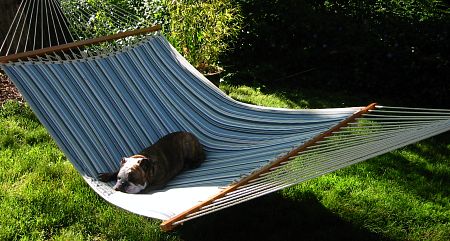 Bulldog in a Hammock Bulldog in a Hammock