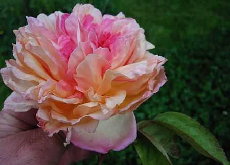 Souvenir de Madame Leonie Viennot Rose Souvenir de Madame Leonie Viennot Rose
