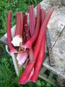 rhubarb_table_img.jpg