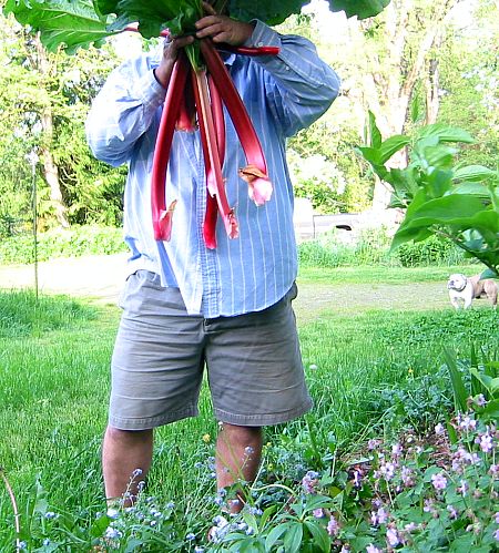 tom_rhubarb_img.jpg