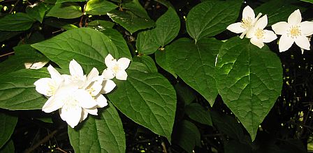 fragrant plants philadelphus mock orange.jpg