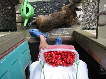 berry back porch still life