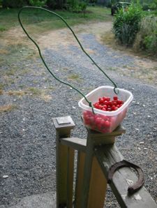 ingenious berry basket ingenious berry basket