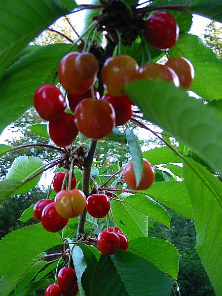 Stella Cherries Stella Cherries