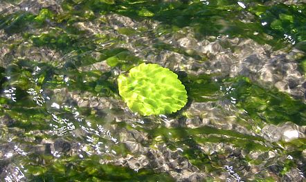Green Leaf Captured by Shinglemill Creek