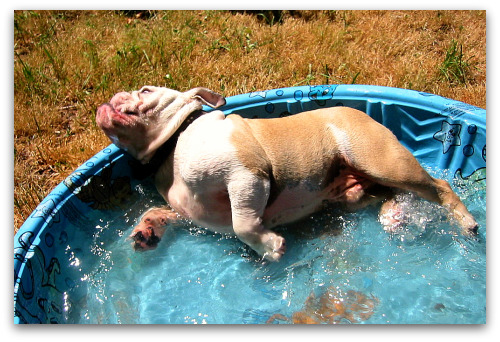 Boz-Bulldog-in-the-pool Boz the bulldog takes a dip in the pool