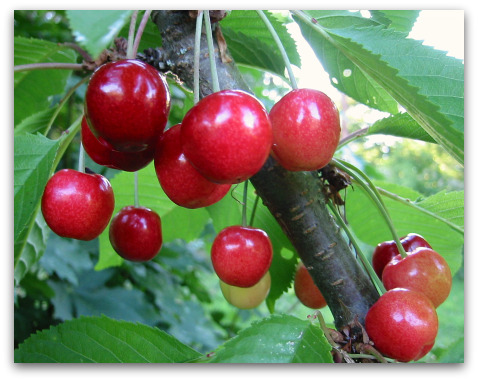 Cherries_Van_sweet