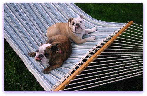 boz_gracie_hammock Boz and Gracie: bulldogs in a hammock