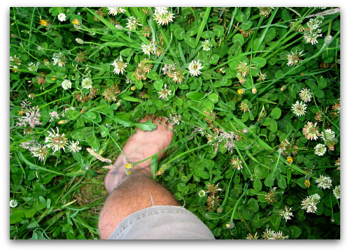 foot-in-tall-clover foot in tall clover