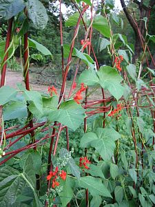 scarlett runner pole beans in bloom