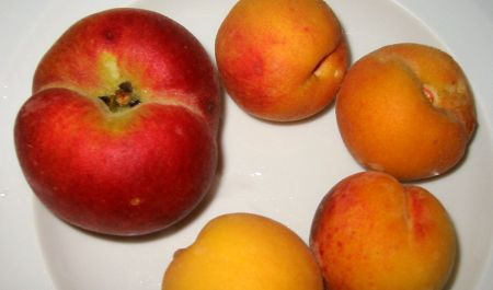backyard homegrown peaches backyard homegrown peaches