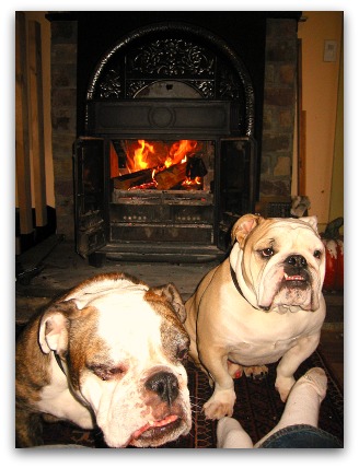 Boz-Gracie-fireplace Boz and Gracie, happy dogs by the fire
