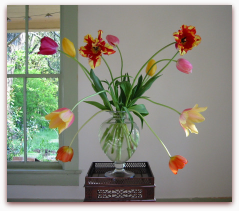 Tulips: A Worthy Form of Currency tulips vase Tulips: A Worthy Form of Currency