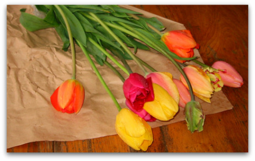 Tulips: A Worthy Form of Currency tullips blog2 Tulips: A Worthy Form of Currency