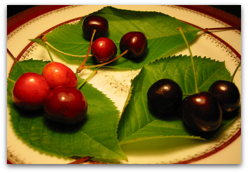 Growing Cherries the Size of Apricots (or Not) 2009 07 05 cherries Growing Cherries the Size of Apricots (or Not)