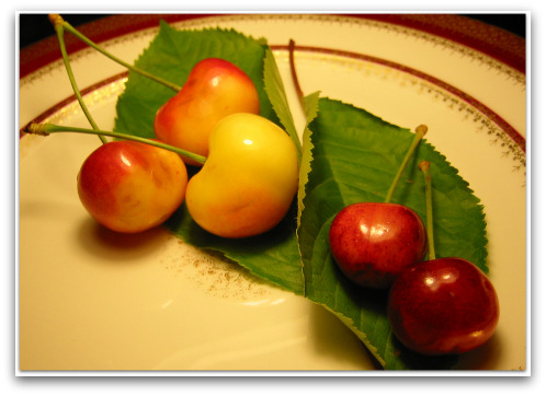 Growing Cherries the Size of Apricots (or Not) 2009 07 05 cherries big Growing Cherries the Size of Apricots (or Not)