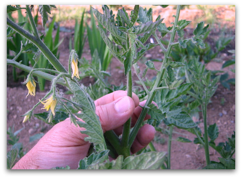 tomato suckers: don’t pinch ‘em