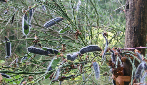 scotch broom pods pop in the heat