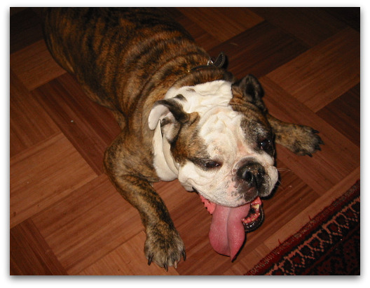 Gracie suffering in the heat
