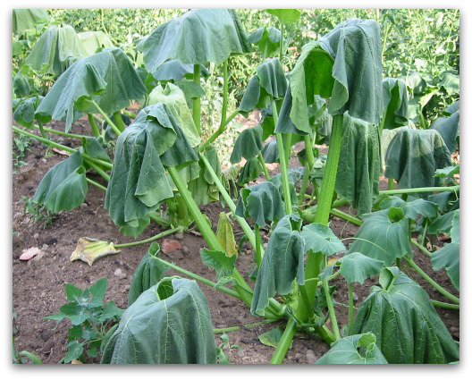 Seattle heatwave pumpkins feeling the heat