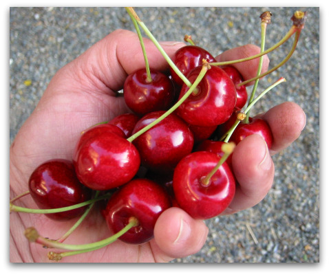Growing Cherries the Size of Apricots (or Not) cherries handful Growing Cherries the Size of Apricots (or Not)