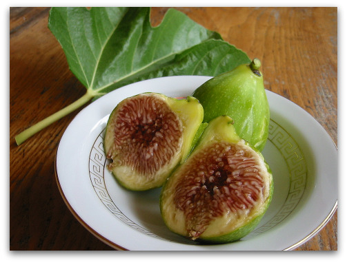 desert fig