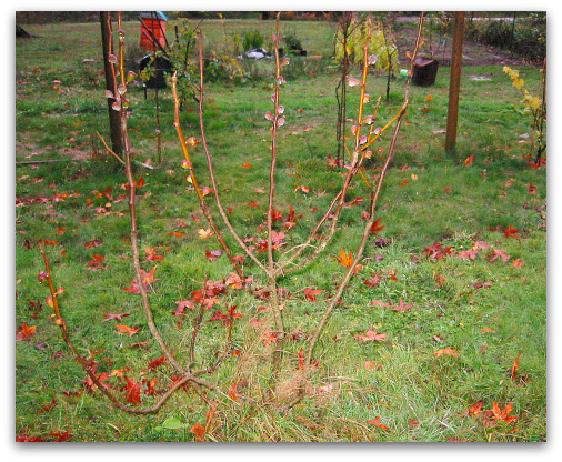 2009_11_07_blog_negronne_fig_tree My young Negronne Fig Tree is branching out nicely; more branches, more figs.