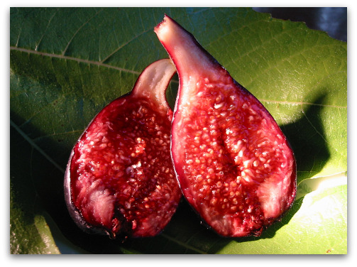 Negronne Fig or Violette du Bordeaux Fig