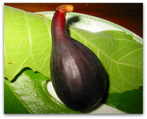 Negronne Fig or Violette du Bordeaux Fig on leaf