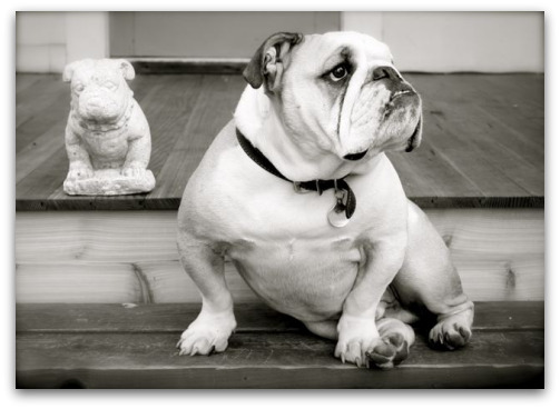 Boz the Bulldog: Fine Art’s Poster Boy