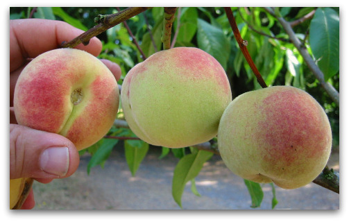 Charlotte Peaches on the tree