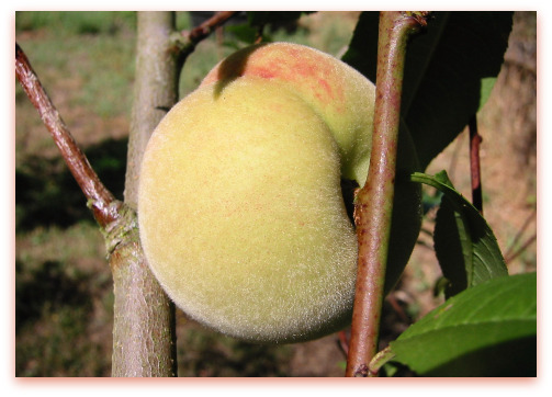 Charlotte Peach on the tree