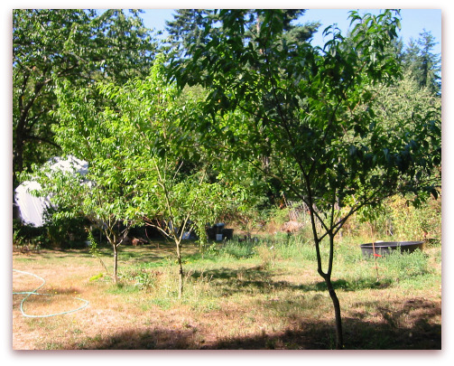 Charlotte peach tree, Q-1-8 white peach tree, Indian Free peach tree from right to left