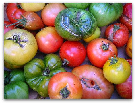 blog_tomato_harvest tomato harvest