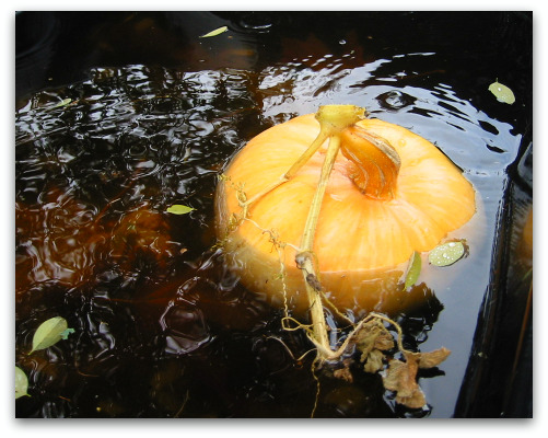 2009 10 06 blog pumpkin1 You Know Its Autumn in the Northwest When...