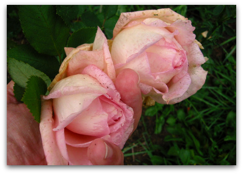 2009 10 06 blog rose1 You Know Its Autumn in the Northwest When...