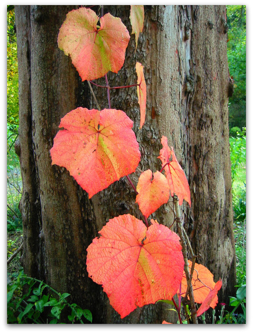 2009 10 15 blog grape You Know Its Autumn in the Northwest When...