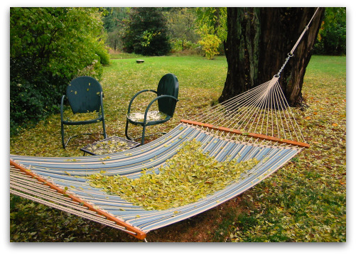 2009 10 15 blog hammock You Know Its Autumn in the Northwest When...