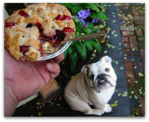 2009 10 15 blog pie You Know Its Autumn in the Northwest When...