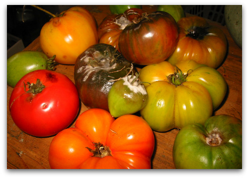2009 10 15 blog tomatoes You Know Its Autumn in the Northwest When...