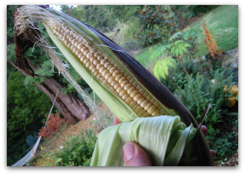 2009 10 16 blog corn You Know Its Autumn in the Northwest When...