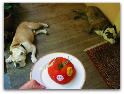 blog BG tomato Picking Favorites: Great Tomatoes for Puget Sound