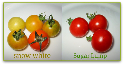 blog cherry tomatoes1 Picking Favorites: Great Tomatoes for Puget Sound