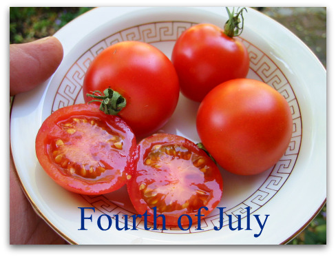 blog fourth july Picking Favorites: Great Tomatoes for Puget Sound