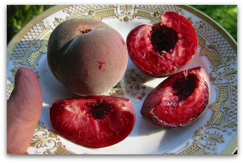 blog_indian-free Last year's Indian Free peaches were unusually crimson