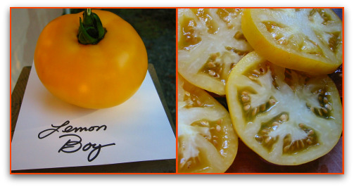 blog lemon boy collage Picking Favorites: Great Tomatoes for Puget Sound
