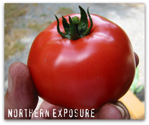 blog northern exposure text Picking Favorites: Great Tomatoes for Puget Sound