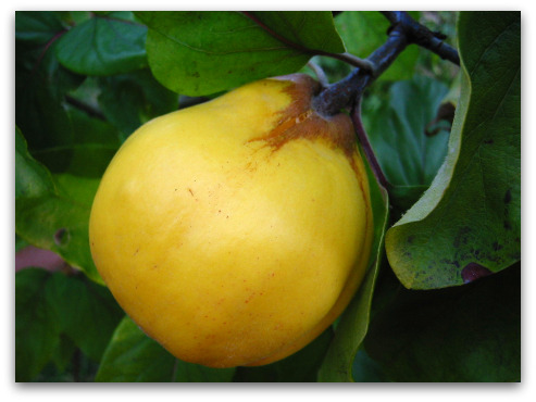 fruiting quince Aromatnaya blog_quince_01