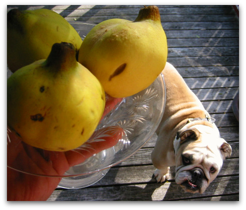 blog_quince_boz Boz prefers the crispy sweet crunch of a Jonagold apple to the dry raw state of an uncooked quince (but it will do in a pinch)